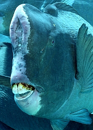 Sipadan_2015_Poisson perroquet a bosse_Bolbometopon muricatum_IMG_2213_rc